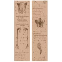 Scrapbooking Vintage lepící páska - Anatomie těla, 01